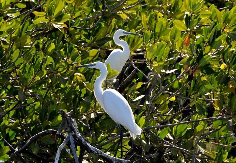 Que faire aux Îles du Saloum