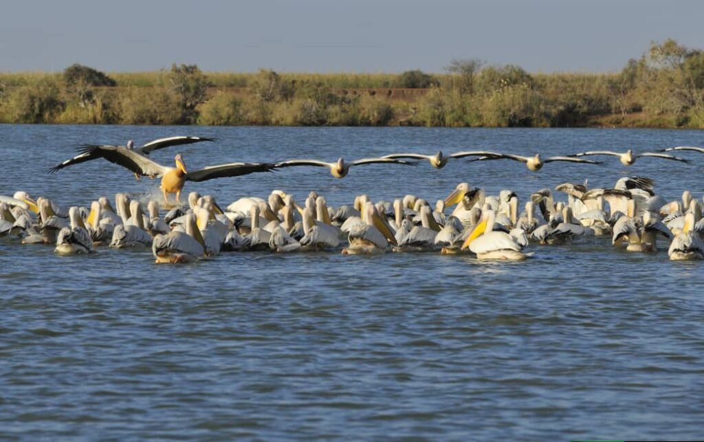 Que faire aux Îles du Saloum